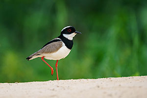 Avefría de Cayena (Hoploxypterus cayanus)