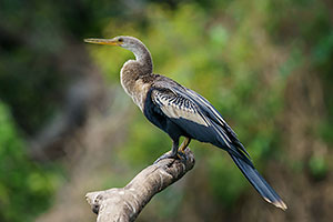 Aninga americana (Anhinga anhinga)