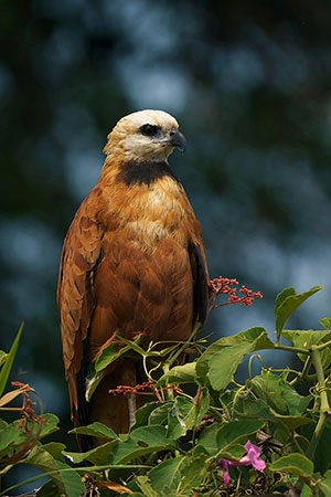 Busardo colorado (Busarellus nigricollis)