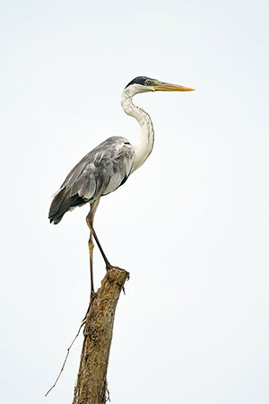Garza cuca o mora (Ardea cocoi)