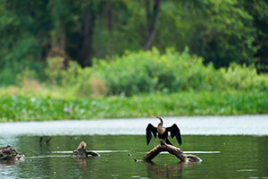 Aninga americana (Anhinga anhinga)