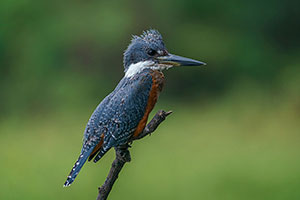 Martín gigante neotropical (Megaceryle torquata)