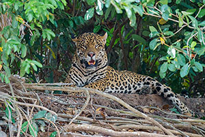 Jaguar (Panthera onca)