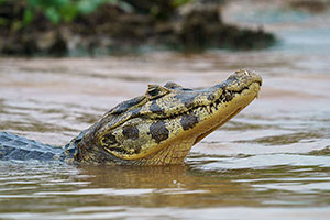 Yacaré negro (Caiman yacare)