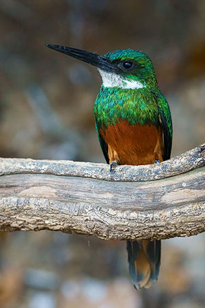 Jacamará colirrufo (Galbula ruficauda)