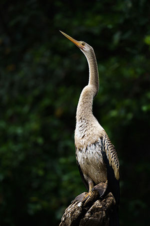 Aninga americana (Anhinga anhinga)