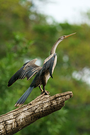 Aninga americana (Anhinga anhinga)