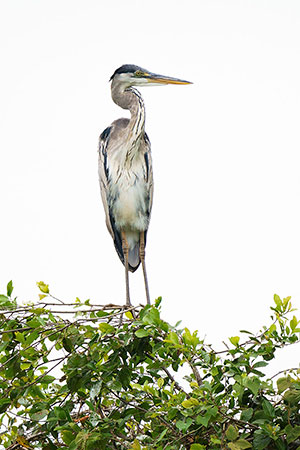 Garza cuca o mora (Ardea cocoi)
