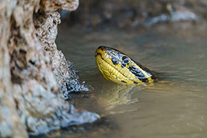 Anaconda amarilla (Eunectes notaeus)