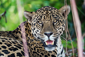 Jaguar (Panthera onca)