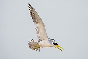 Gaviotín atí o charrán picogrueso (Phaetusa simplex)