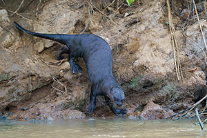 Nutria gigante (Pteronura brasiliensis)