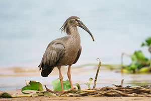 Bandurria mora (Theristicus caerulescens)