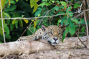 Jaguar (Panthera onca)