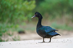 Pato criollo (Cairina moschata)