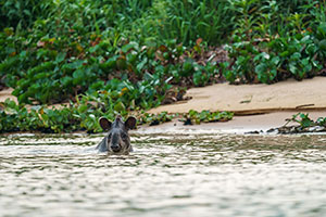 Tapir amazónico (Tapirus terrestris)