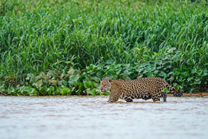 Jaguar (Panthera onca)