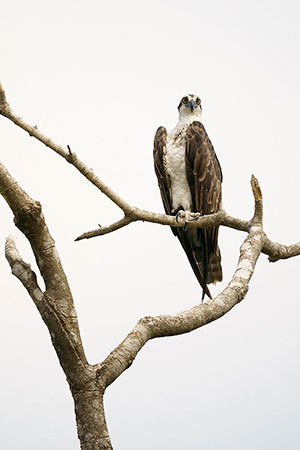 Águila pescadora (Pandion haliaetus)