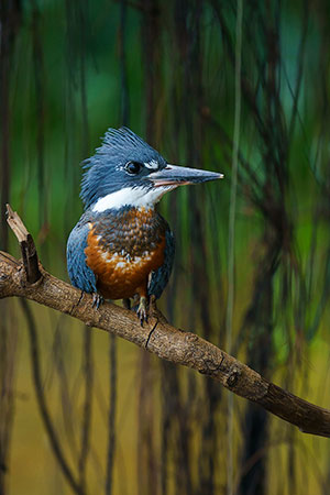 Martín gigante neotropical (Megaceryle torquata)