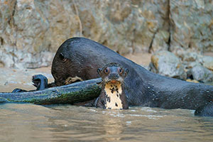 Nutria gigante (Pteronura brasiliensis)