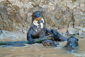 Nutria gigante (Pteronura brasiliensis)