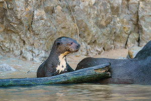 Nutria gigante (Pteronura brasiliensis)