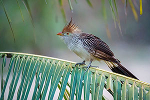 Pirincho (Guira guira)