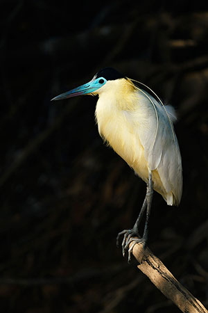 Garza capirotada (Pilherodius pileatus)