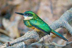 Jacamará colirrufo (Galbula ruficauda)