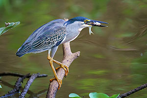Garcita azulada (Butorides striata)