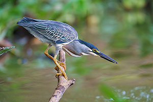 Garcita azulada (Butorides striata)