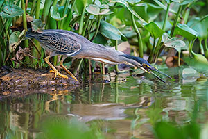 Garcita azulada (Butorides striata)