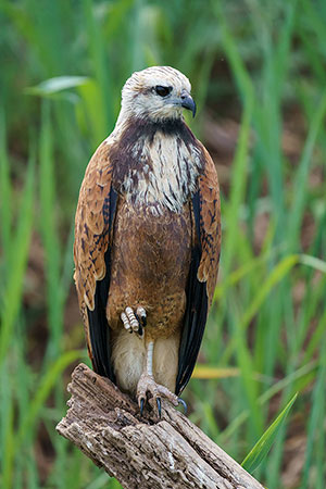 Busardo colorado (Busarellus nigricollis)