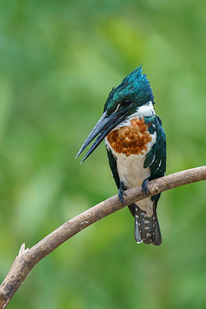 Martín pescador amazónico (Chloroceryle amazona)