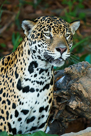 Jaguar (Panthera onca)