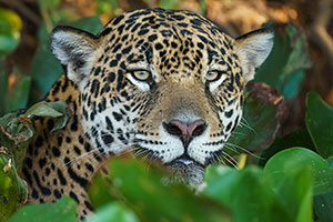 Jaguar (Panthera onca)