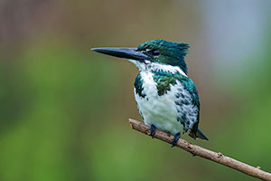 Martín pescador amazónico (Chloroceryle amazona)