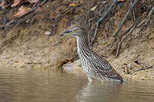 Martinete común (Nycticorax nycticorax)