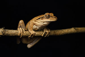 Rana del Chaco (Boana raniceps)
