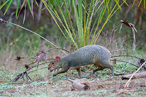 Agutí de Azara (Dasyprocta azarae)