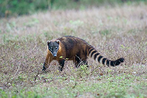 Coatí de cola anillada (Nasua nasua)