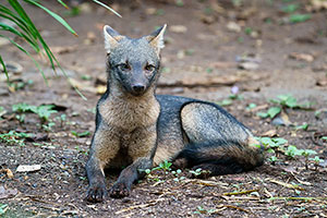 Zorro cangrejero (Cerdocyon thous)