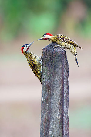 Pájaro carpintero real (Colaptes melanochloros)