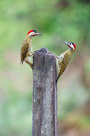 Pájaro carpintero real (Colaptes melanochloros)