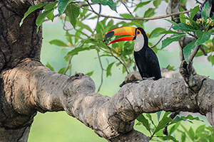 Tucán toco (Ramphastos toco)
