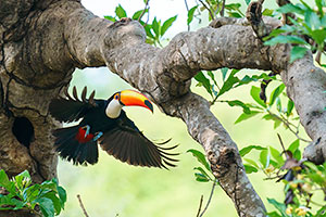 Tucán toco (Ramphastos toco)