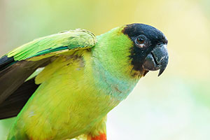 Cotorra ñanday (Aratinga nenday)