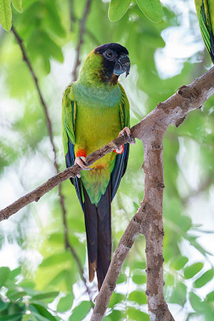 Cotorra ñanday (Aratinga nenday)
