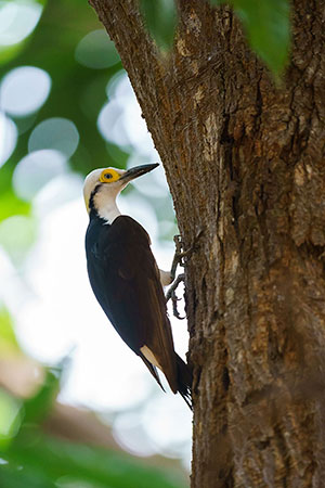 Carpintero blanco (Melanerpes candidus)