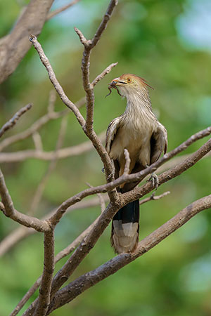 Pirincho (Guira guira)